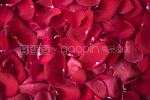 关闭红玫瑰花瓣。花卉背景。红玫瑰库存摄影。风格营销照片
